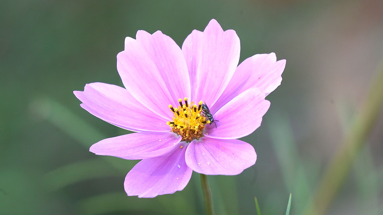 Bee on a purple flower