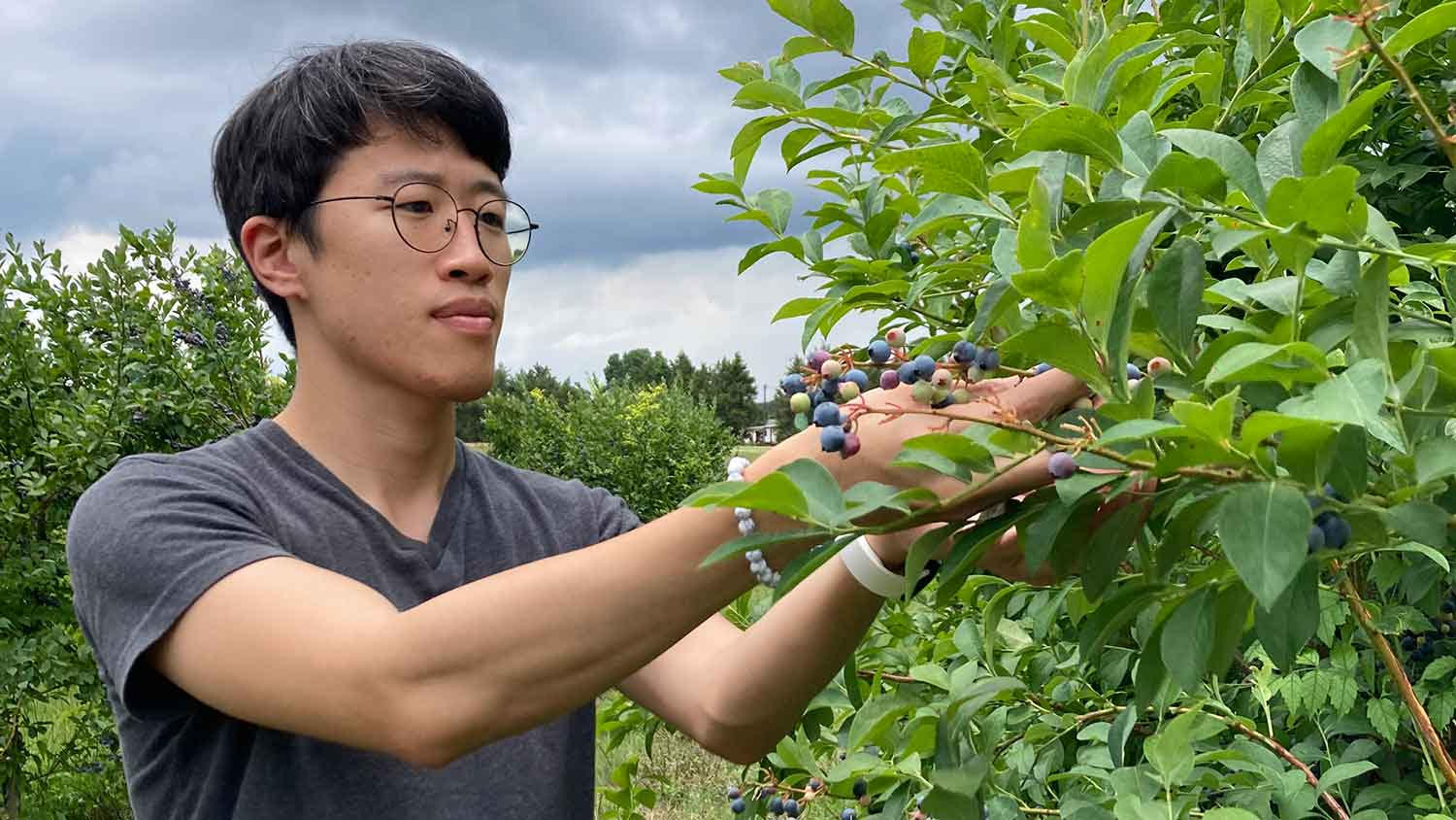 a man wearing glasses and a gray t-shirt holds blueberries on a blueberry bush